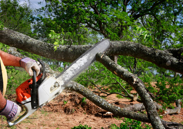 Best Tree Risk Assessment  in Italy, TX